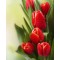 Купить Алмазная вышивка Тюльпаны - вестники весны 25 х 20 см (арт. FR454)