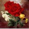 Купить Алмазная вышивка Богатые розы 20 х 20 см (арт. FS191)