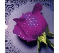 Набор алмазной вышивки Фиолетовая роза 22 х 22 см (арт. PR064) частичная выкладка