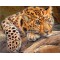 Купити Набір алмазної вишивки на підрамнику Леопард відпочиває 50 х 40 см (арт. TN559)