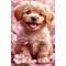 Купить Алмазная вышивка круглые стразы на подрамнике Кудрявый щенок (стразы AB+FD) 40 х 60 см (арт. AR-3260) без коробки