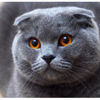 Алмазна вишивка на підрамнику Висловухий кіт 30 х 30 см (арт. TN052)