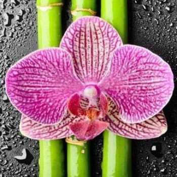 Алмазна вишивка 25 х 25 см на підрамнику Орхідея (арт. TN976)