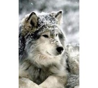 Набор алмазной вышивки Волк в снегу 30 х 40 см (арт. FS333)