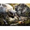 Купить Алмазная вышивка Жители леса 30*40 см (арт. FS369) волки