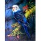 Купить Алмазна мозаїка Мій улюблений хвилястий папуга 30 х 40 см (арт. FS812)