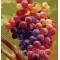 Купить Рисование по номерам Идейка MG1124 Гроздь винограда 40 х 50 см