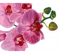 Картина по номерам ArtStory Цветок орхидеи AS0124 40 х 50 см